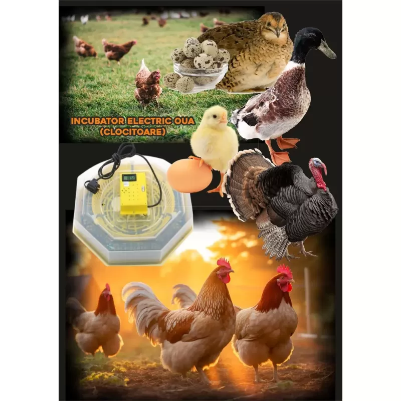 Incubator electric oua (clocitoare) cu dispozitiv de intoarcere si termometru Cleo 5DT, 230 V, 41 oua capacitate, 38°C temperatura incubare