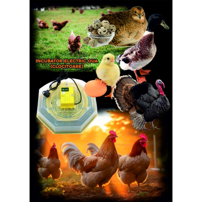Incubator electric oua (clocitoare) cu dispozitiv de intoarcere Cleo 5D, 230 V, 41 oua capacitate, 38°C temperatura incubare